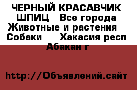 ЧЕРНЫЙ КРАСАВЧИК ШПИЦ - Все города Животные и растения » Собаки   . Хакасия респ.,Абакан г.